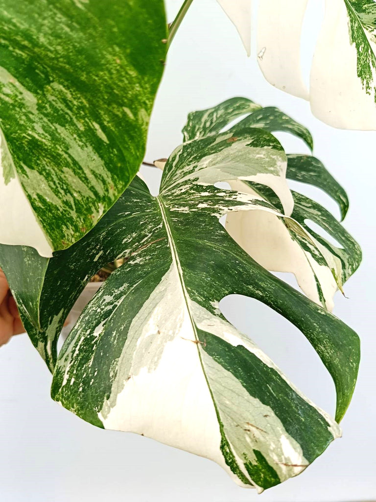 Monstera albo variegata EXTRA