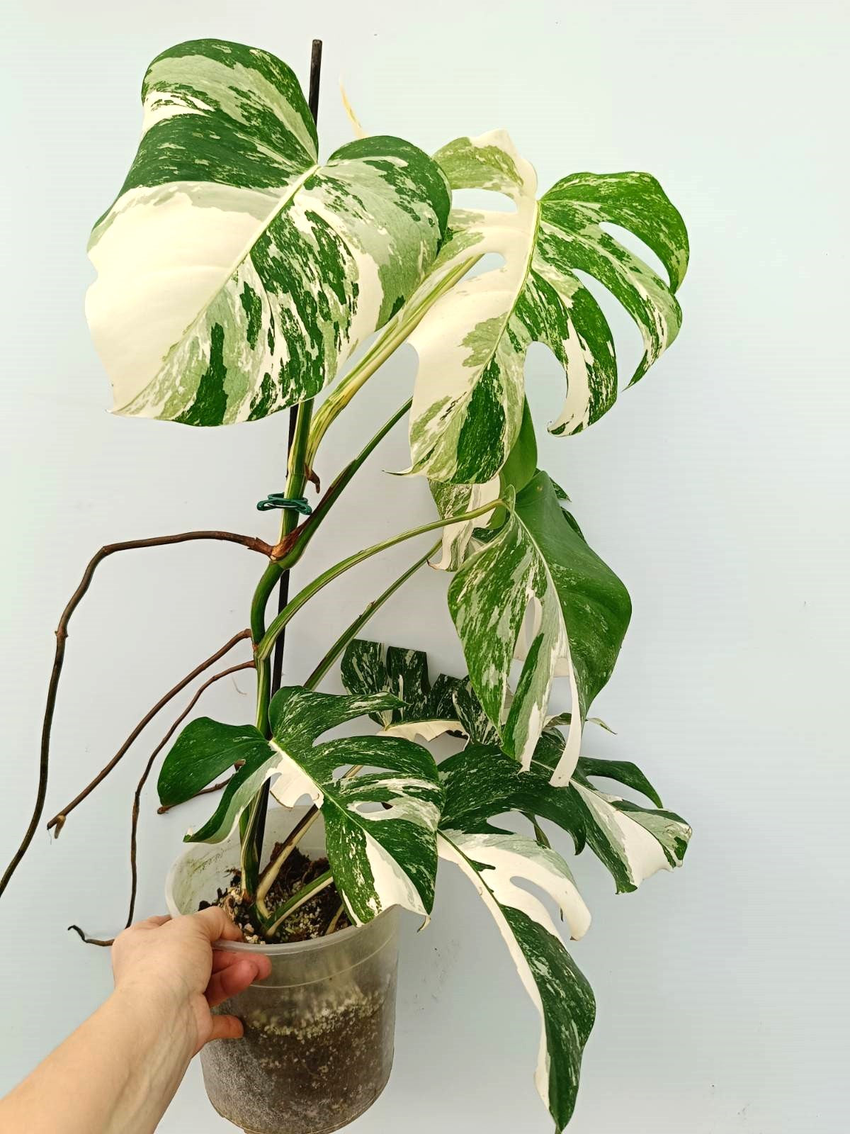 Monstera albo variegata EXTRA