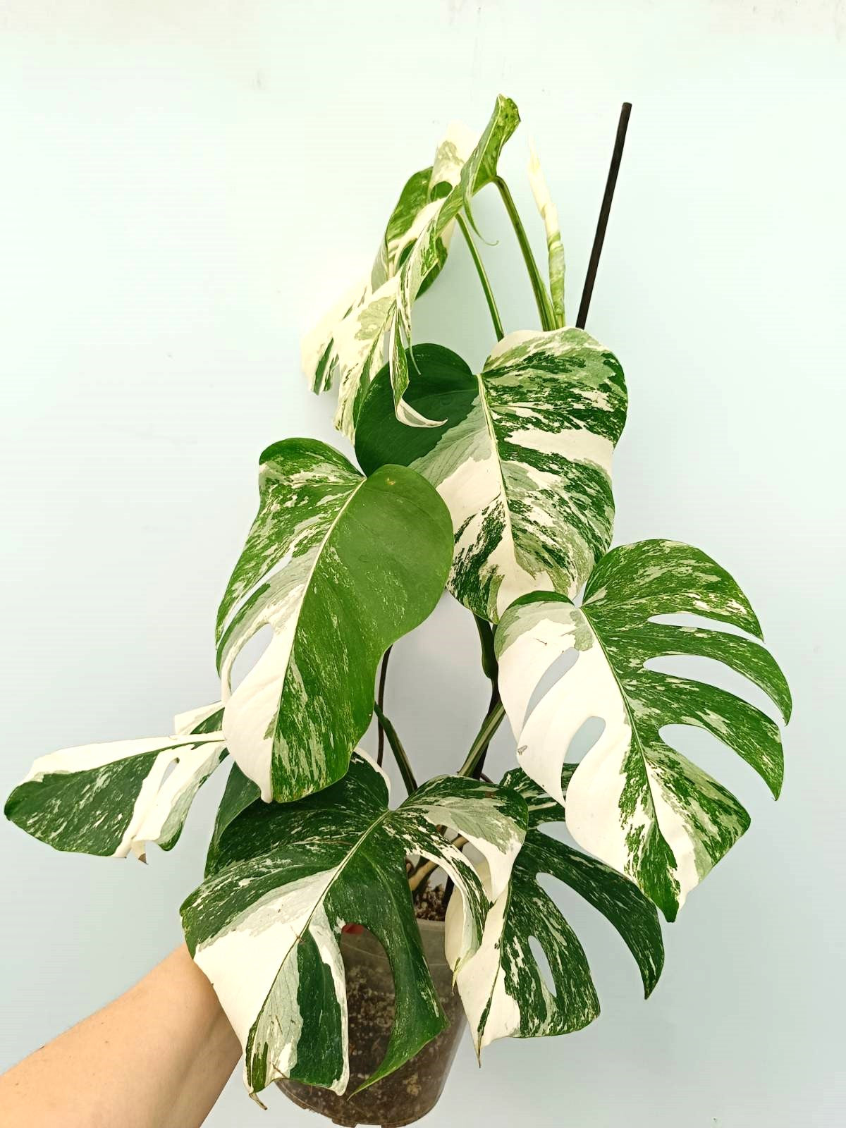 Monstera albo variegata EXTRA