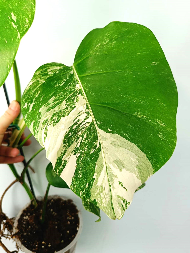 Monstera albo variegata