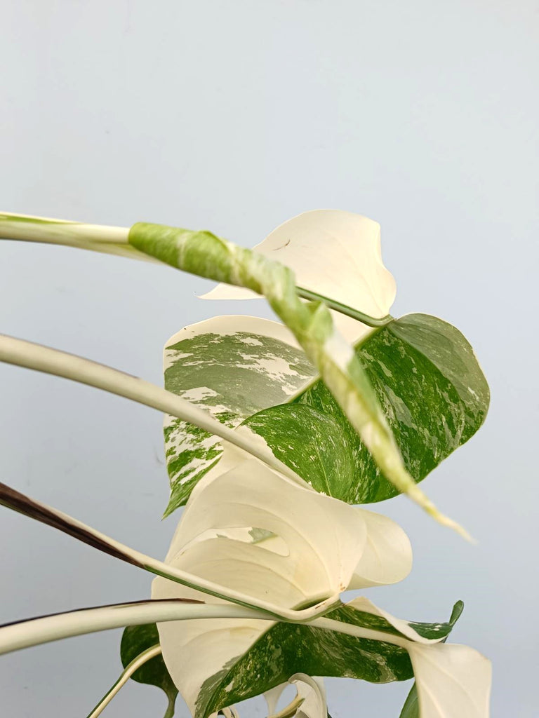 Monstera albo variegata