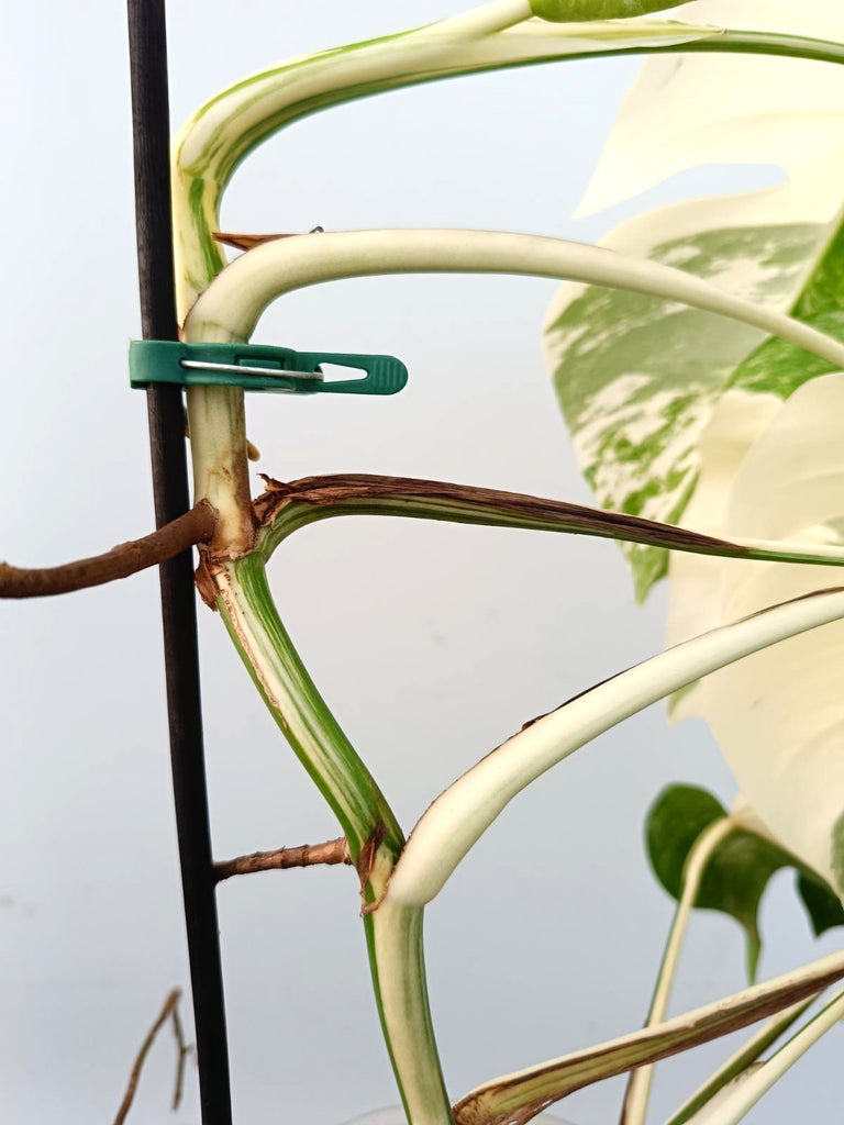 Monstera albo variegata