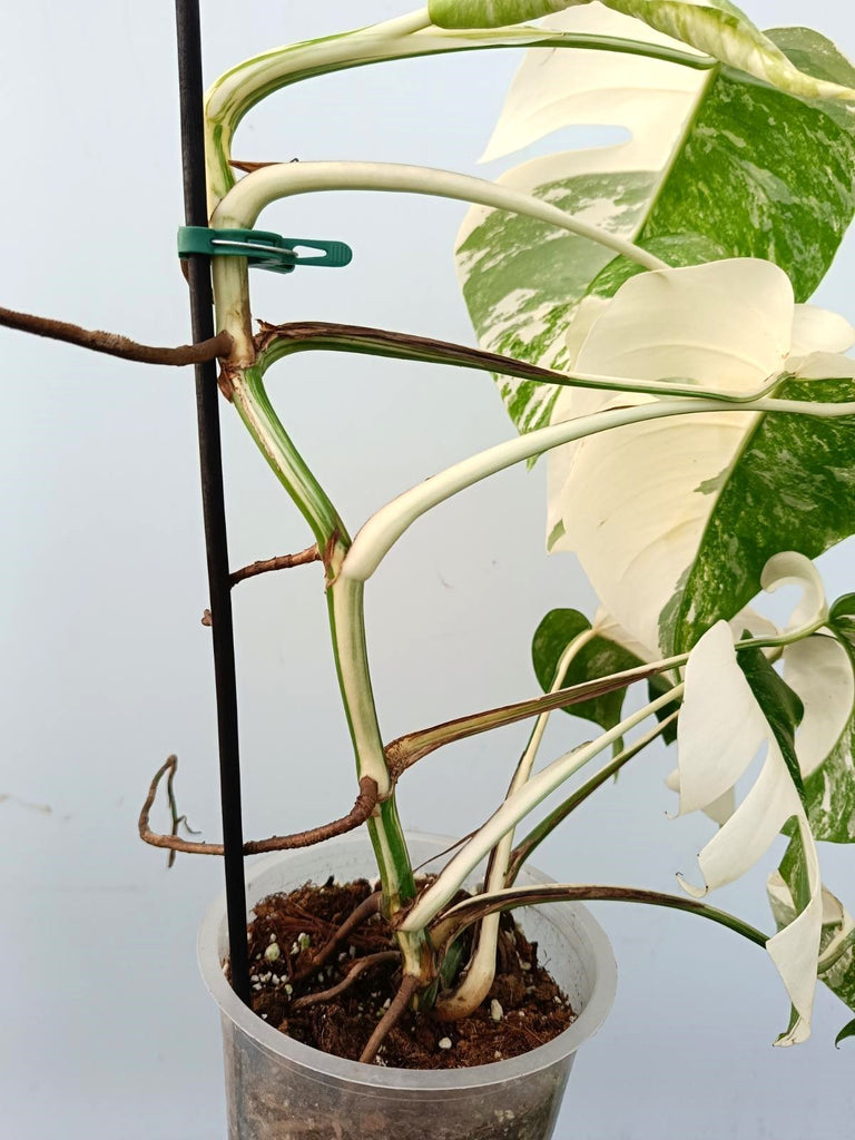 Monstera albo variegata