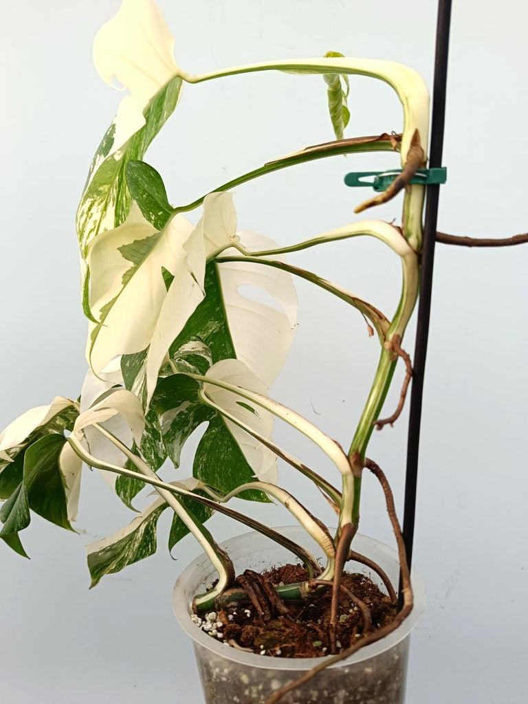 Monstera albo variegata