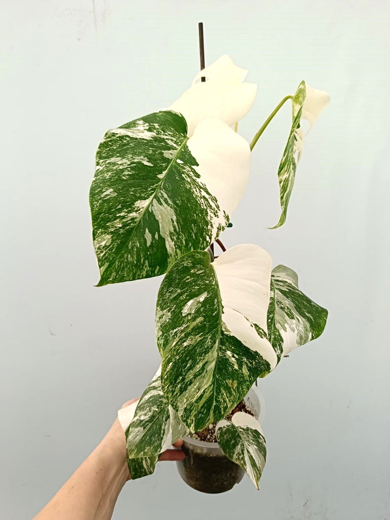 Monstera albo variegata FULLMOON