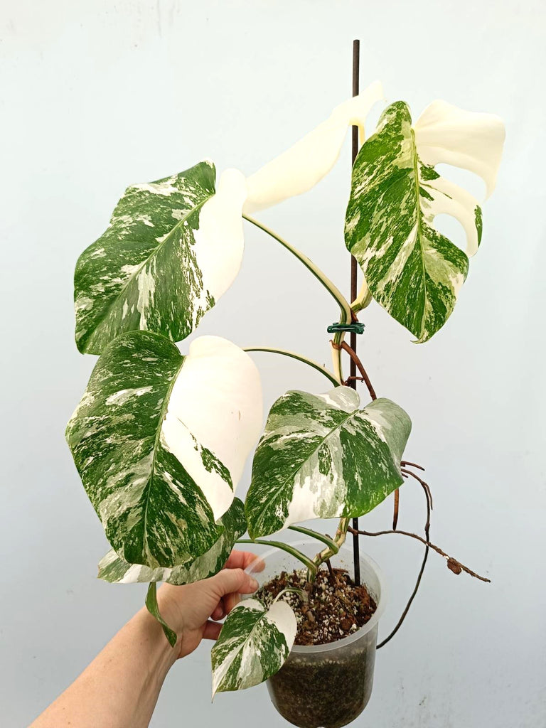 Monstera albo variegata FULLMOON