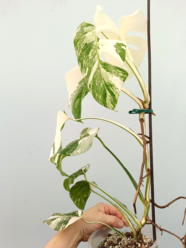 Monstera albo variegata FULLMOON