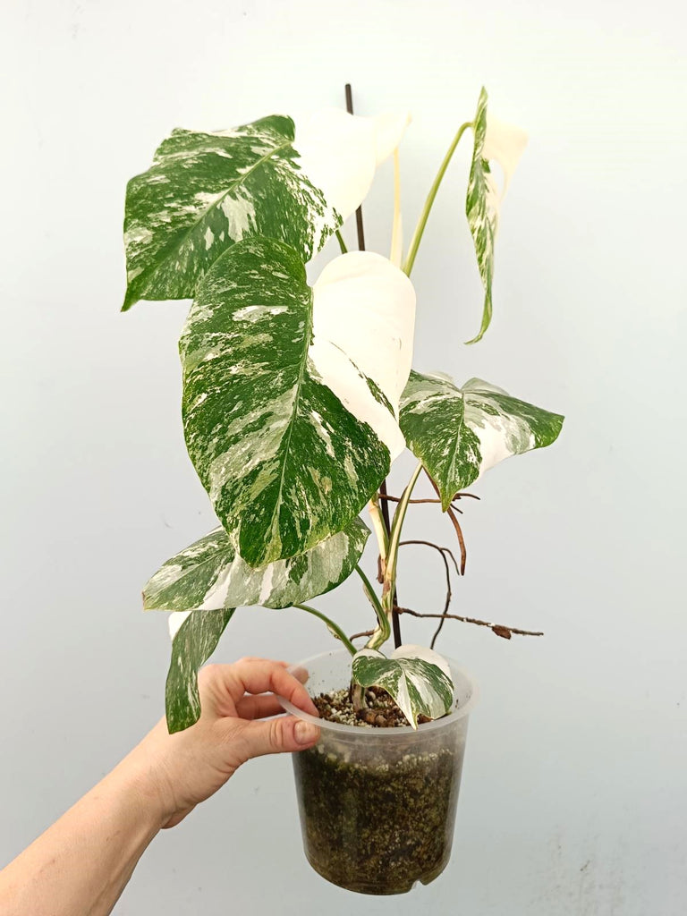 Monstera albo variegata FULLMOON