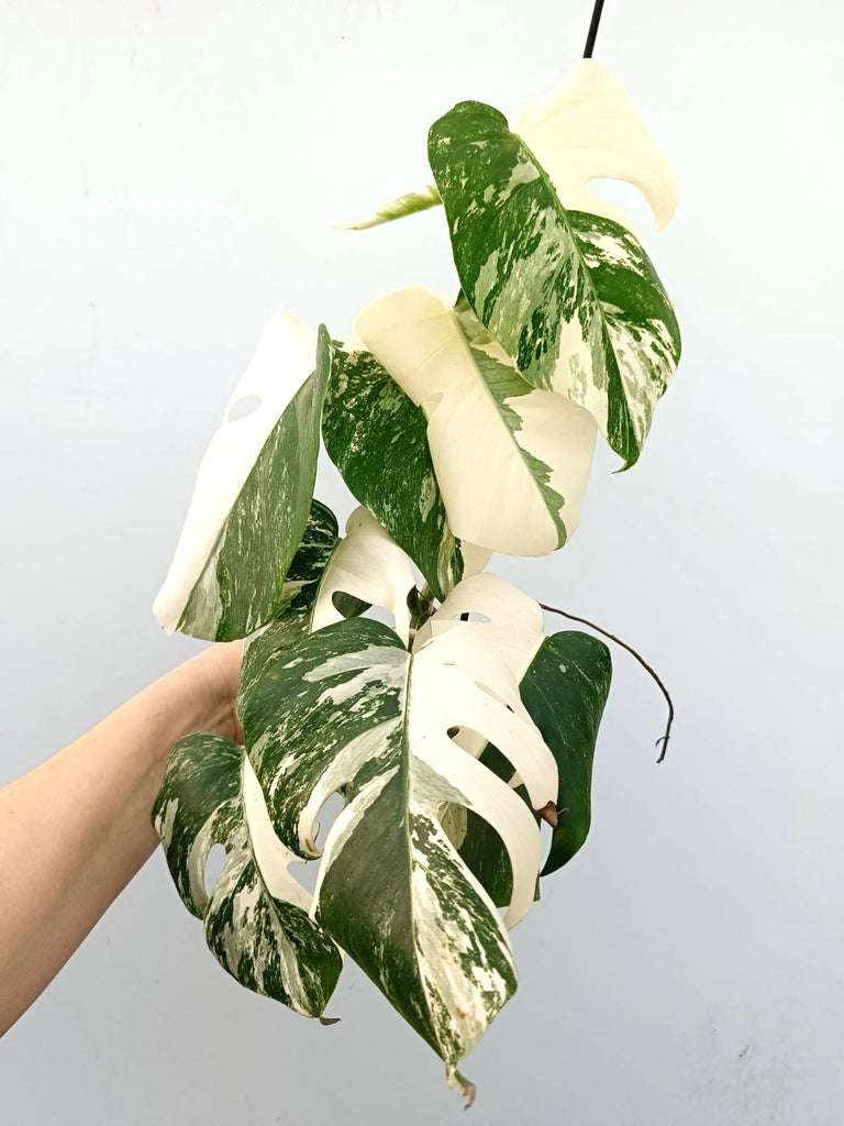 Monstera albo variegata