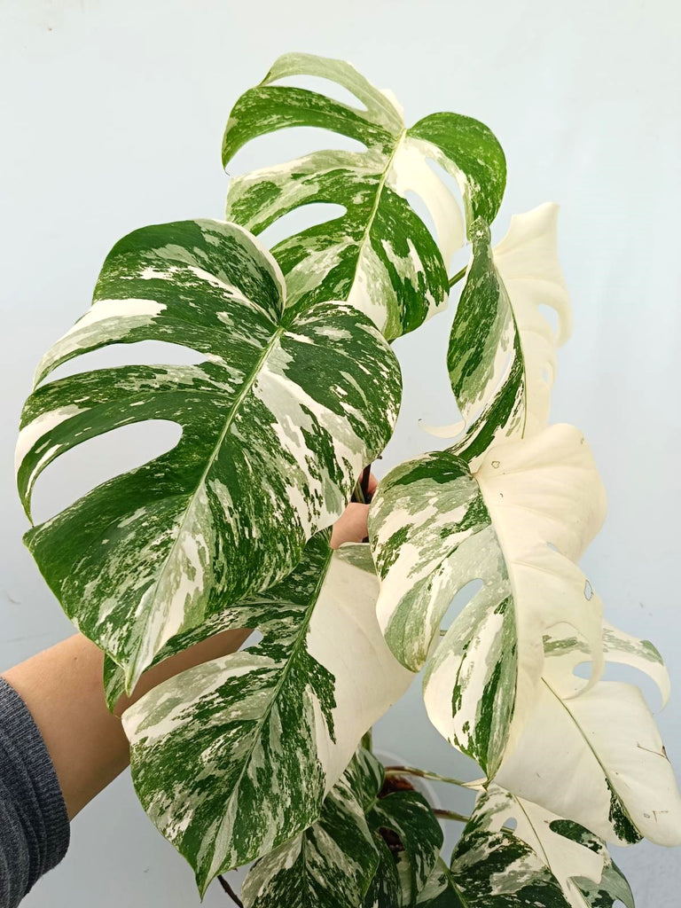 Monstera albo variegata