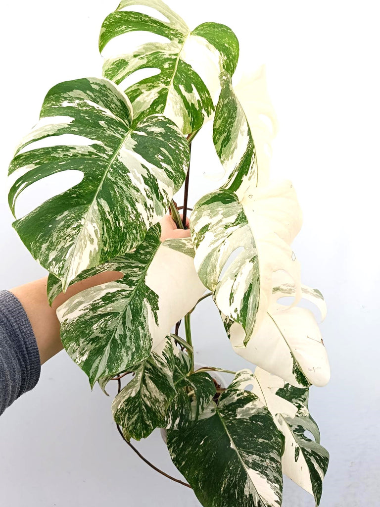 Monstera albo variegata