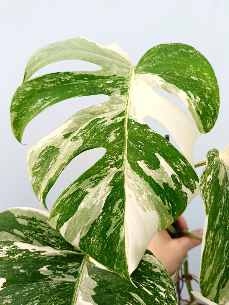 Monstera albo variegata