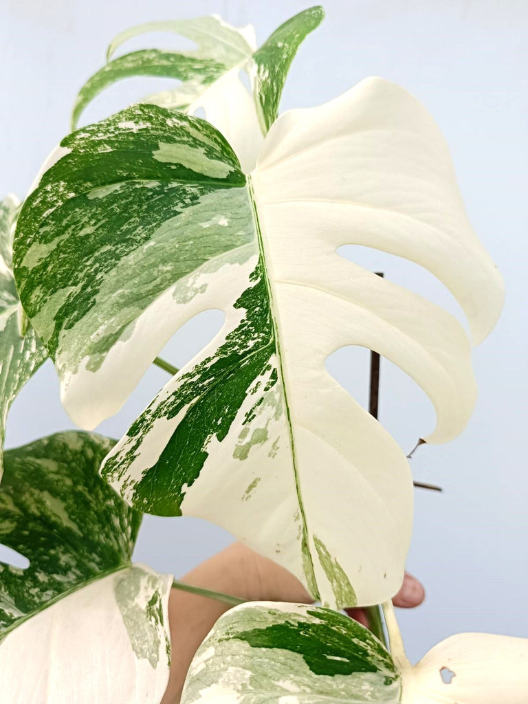 Monstera albo variegata