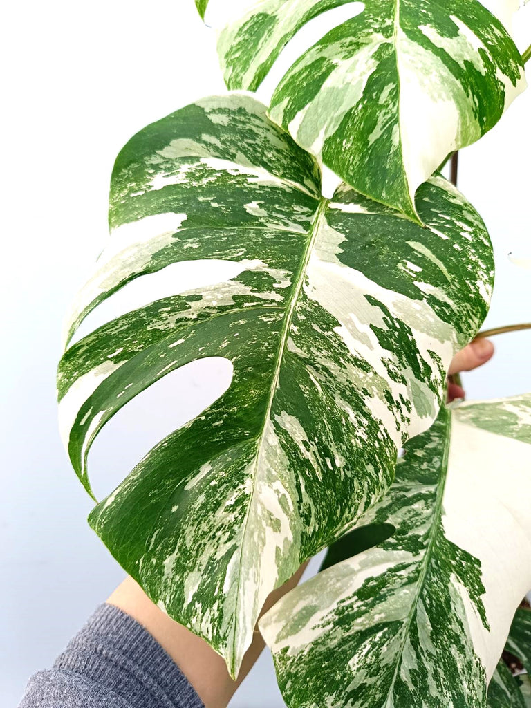 Monstera albo variegata