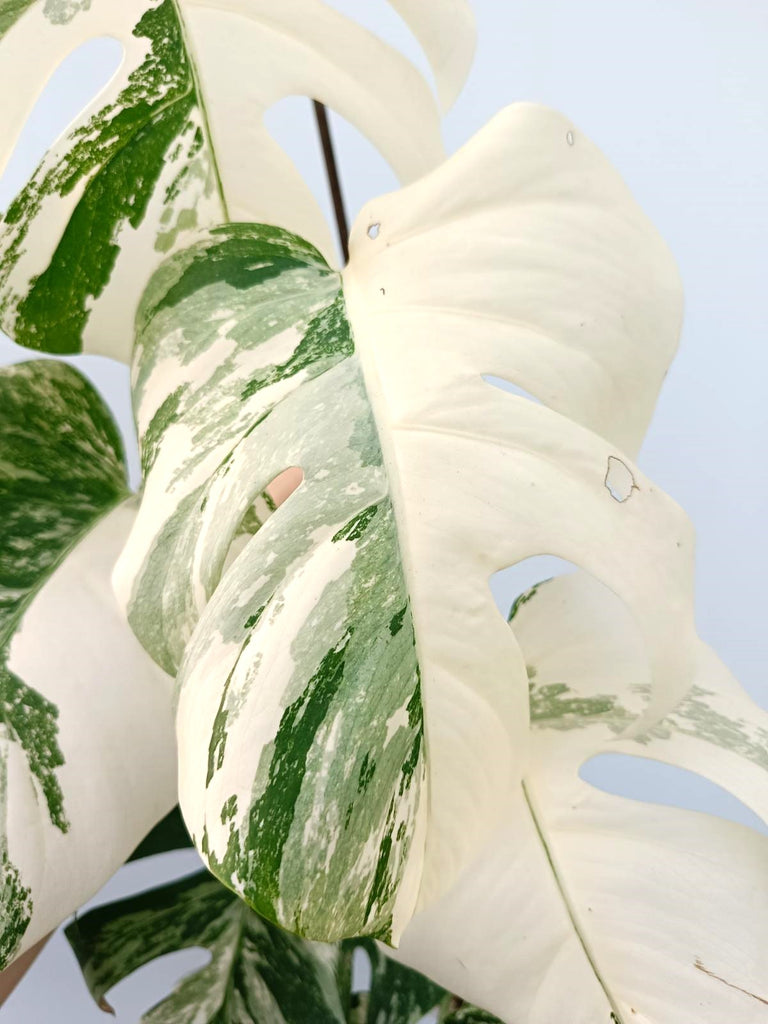 Monstera albo variegata