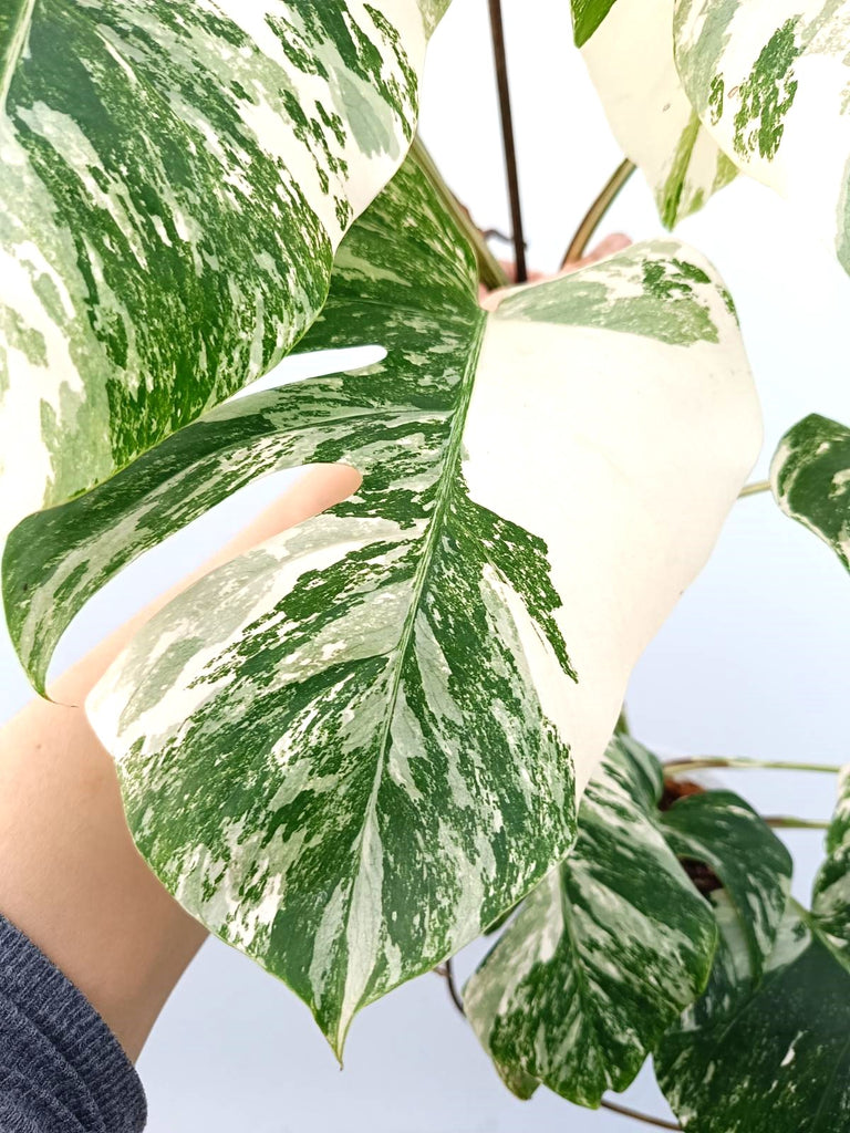 Monstera albo variegata