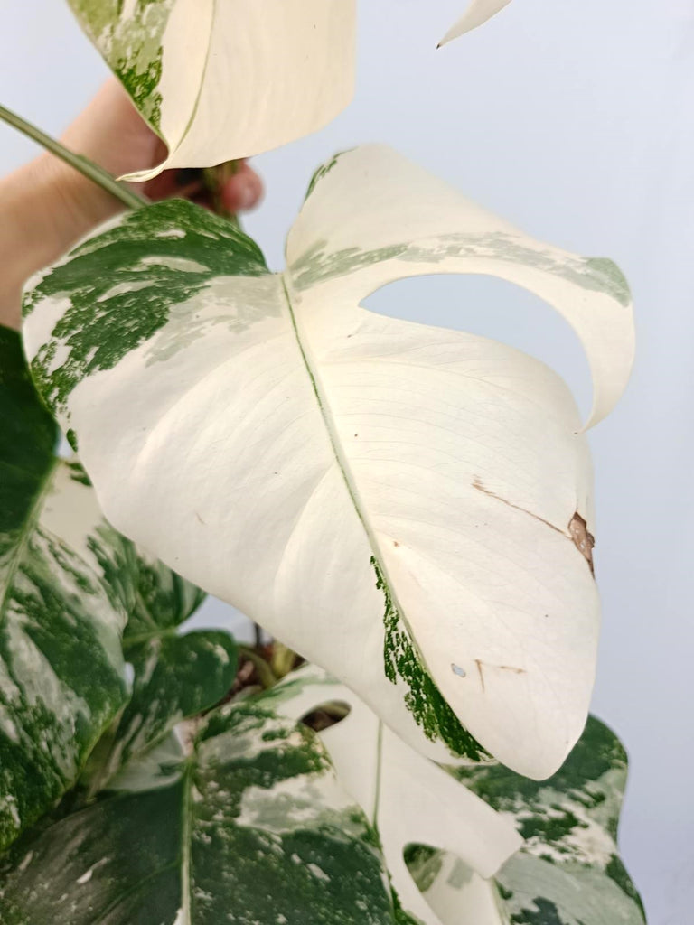 Monstera albo variegata