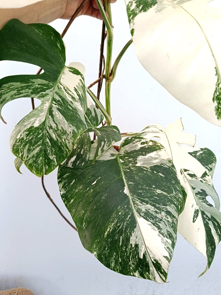 Monstera albo variegata