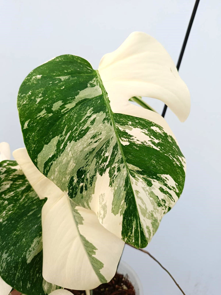 Monstera albo variegata