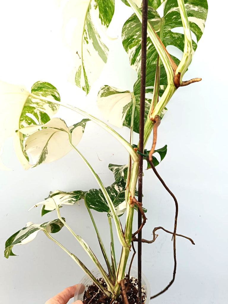 Monstera albo variegata