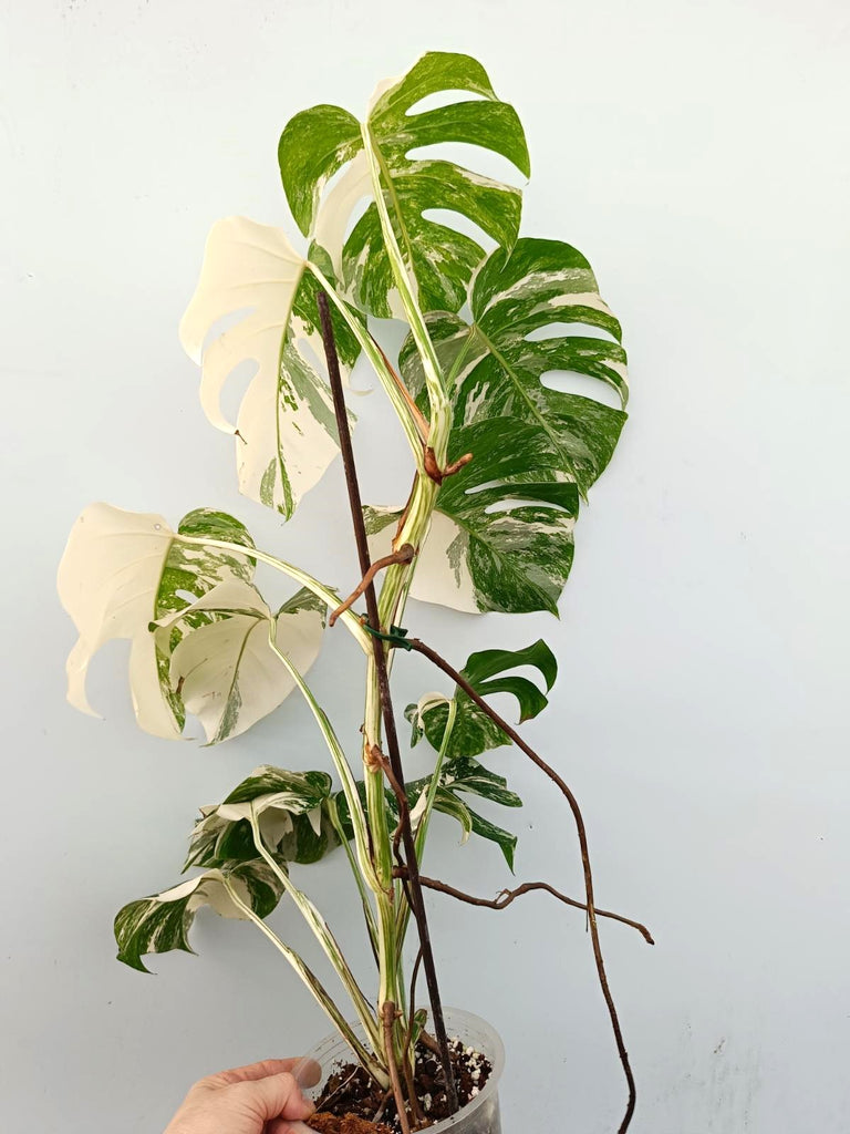 Monstera albo variegata