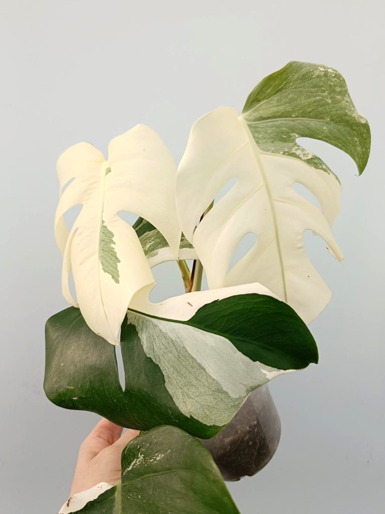 Monstera albo variegata FULLMOON