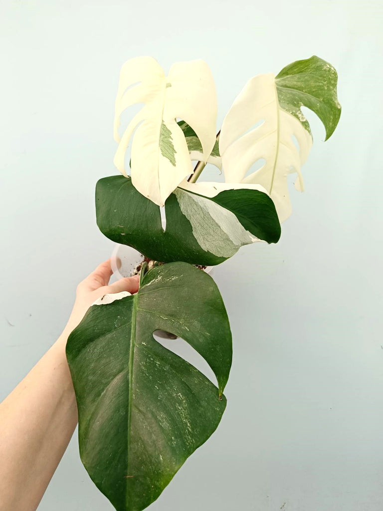 Monstera albo variegata FULLMOON