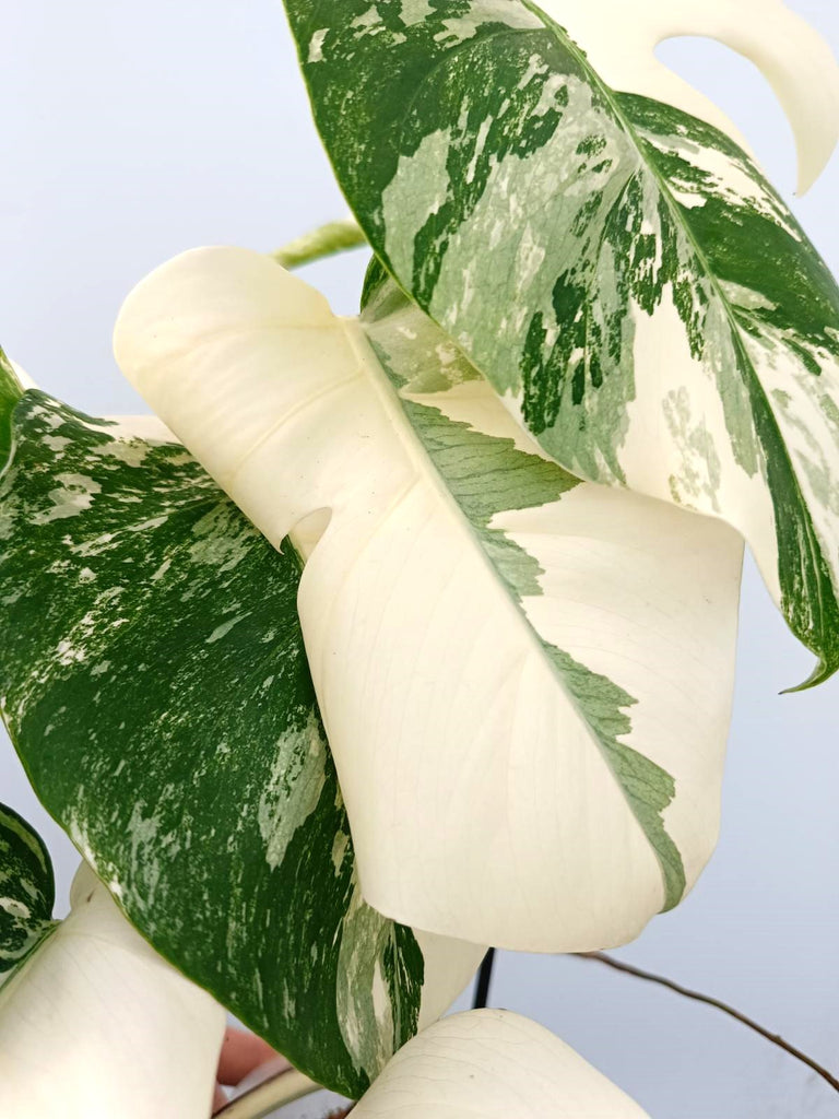 Monstera albo variegata