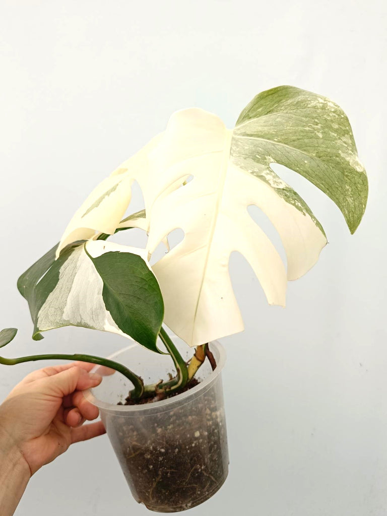 Monstera albo variegata FULLMOON