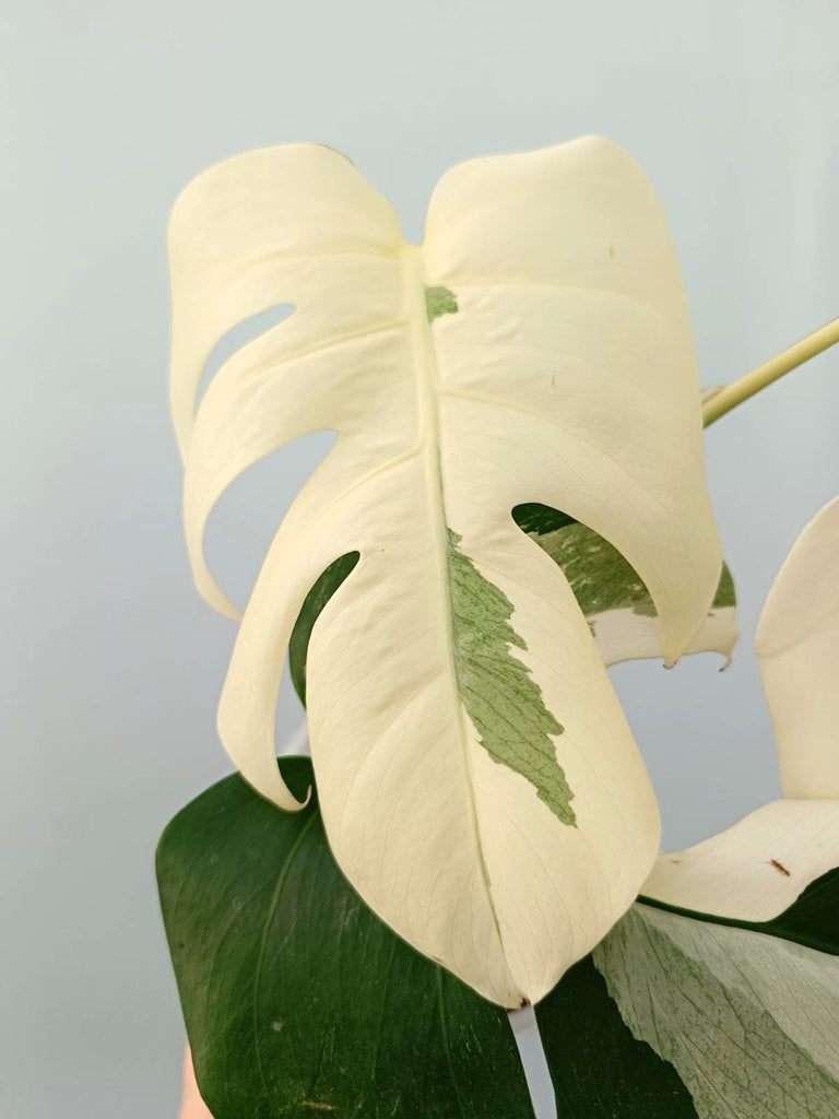 Monstera albo variegata FULLMOON