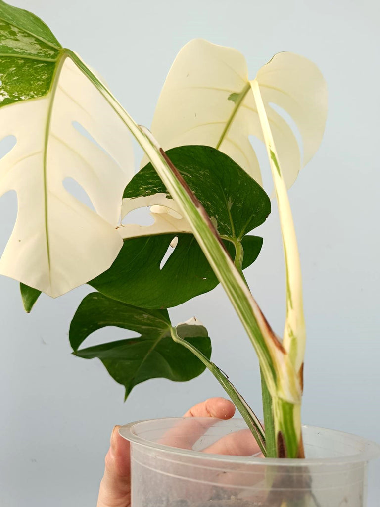 Monstera albo variegata FULLMOON