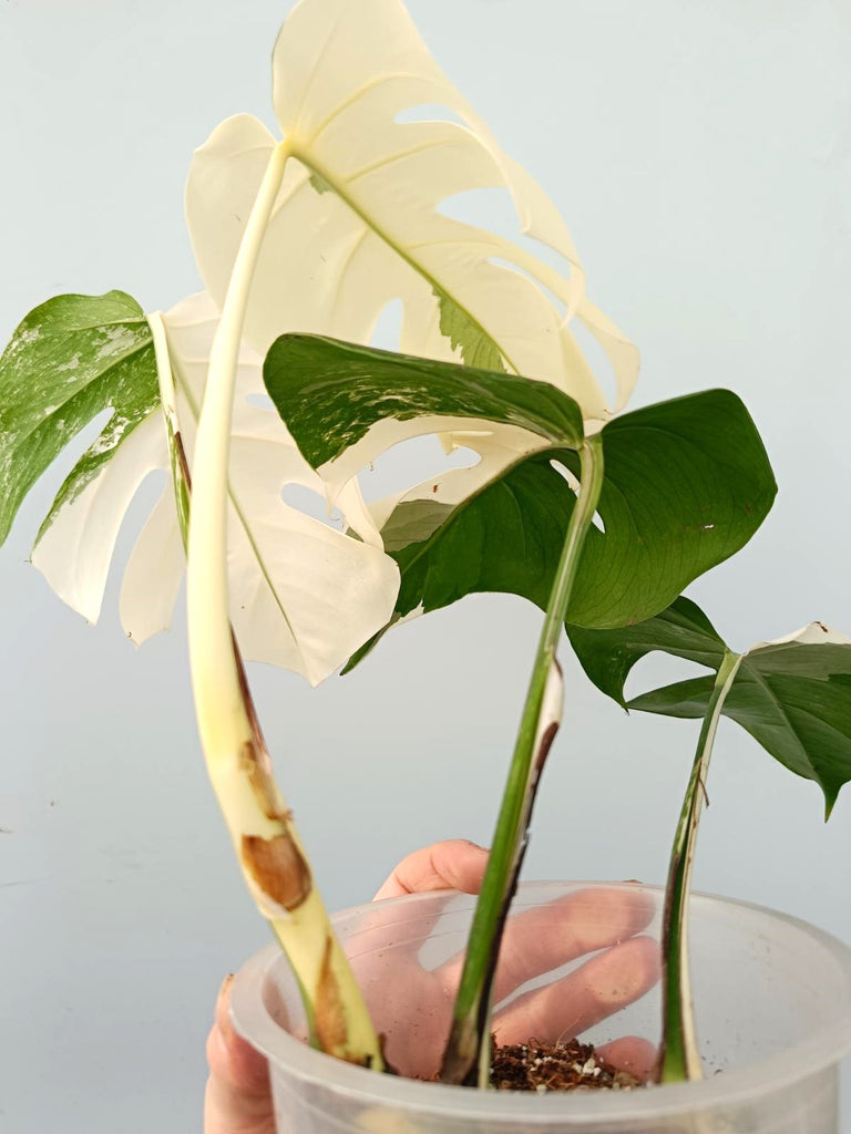 Monstera albo variegata FULLMOON