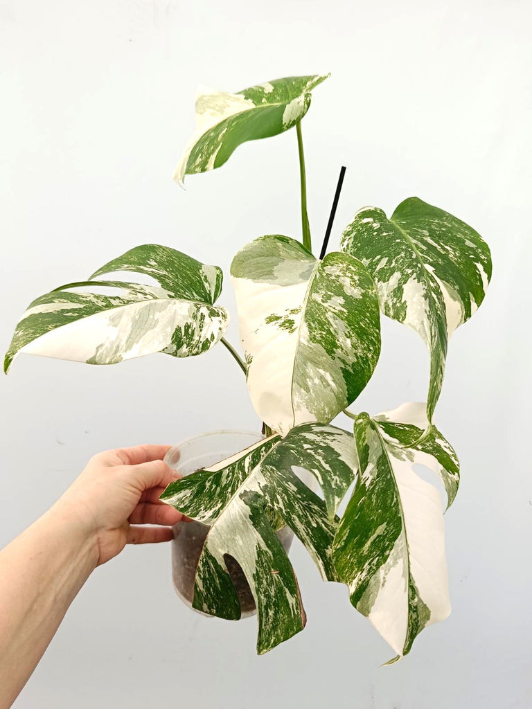 Monstera albo variegata