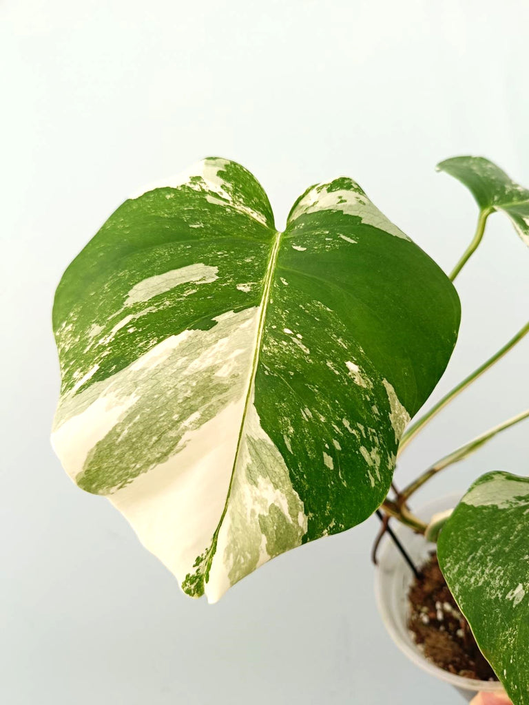 Monstera albo variegata