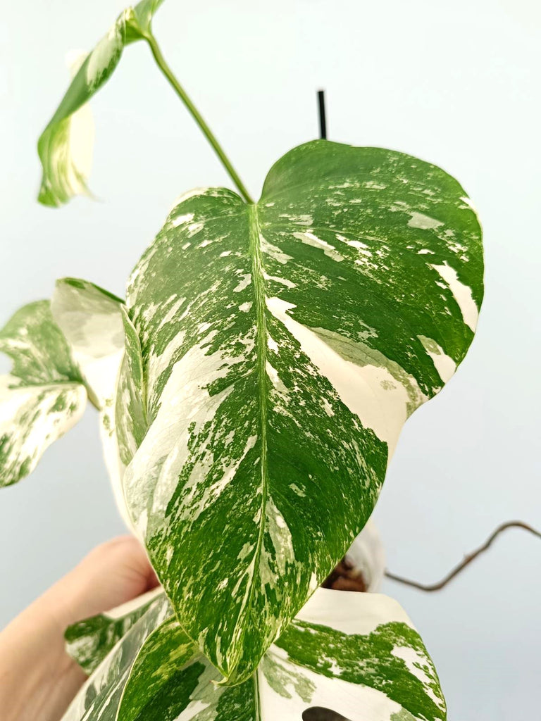 Monstera albo variegata