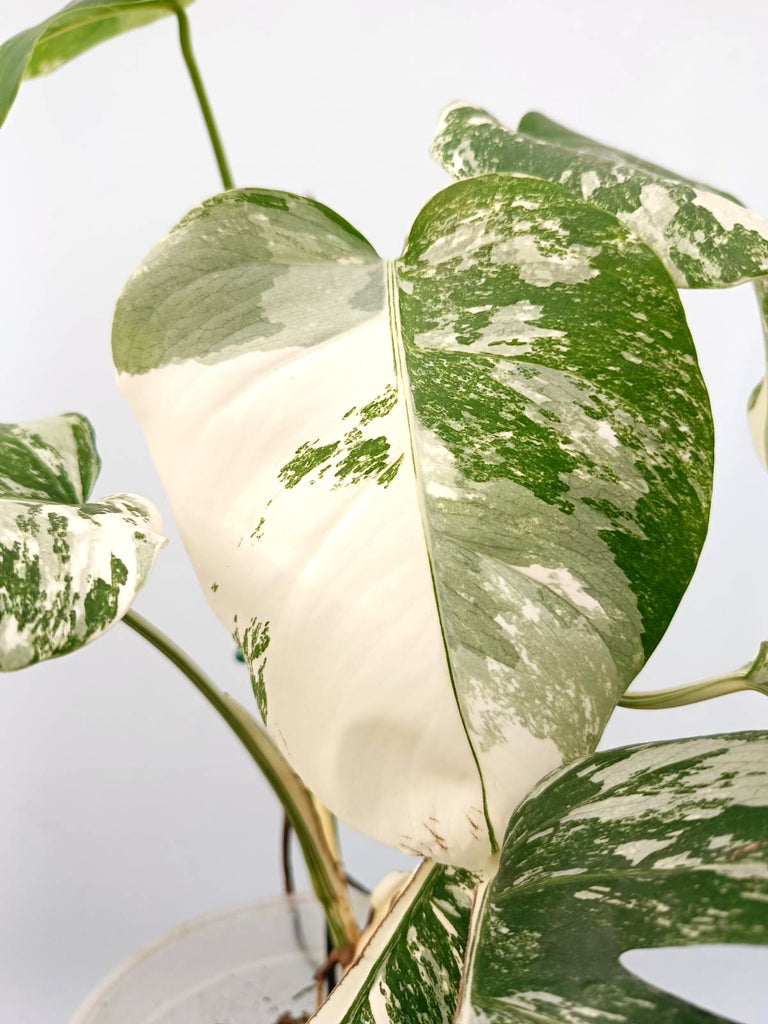 Monstera albo variegata