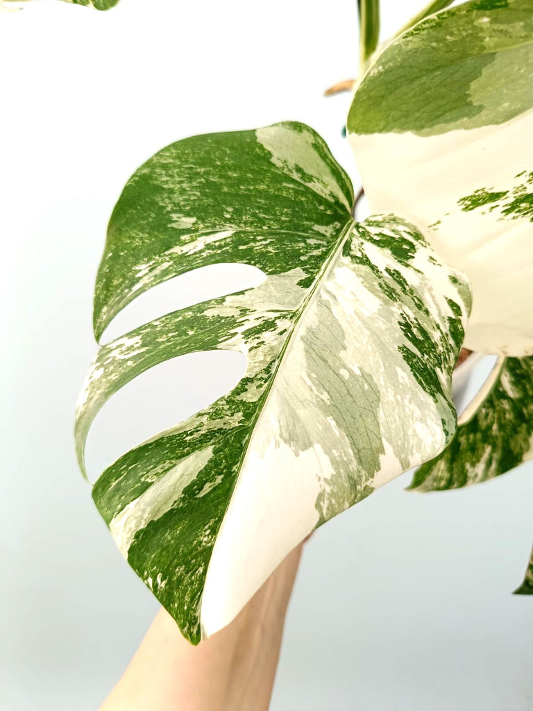 Monstera albo variegata