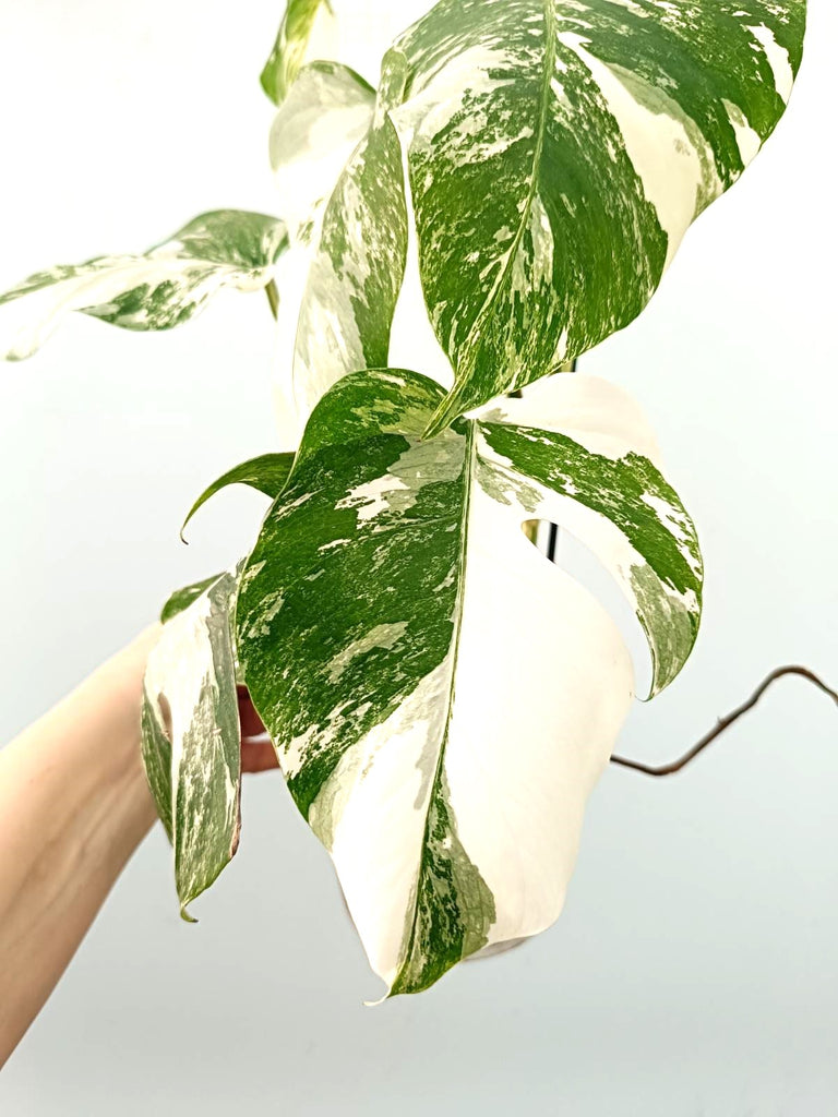 Monstera albo variegata