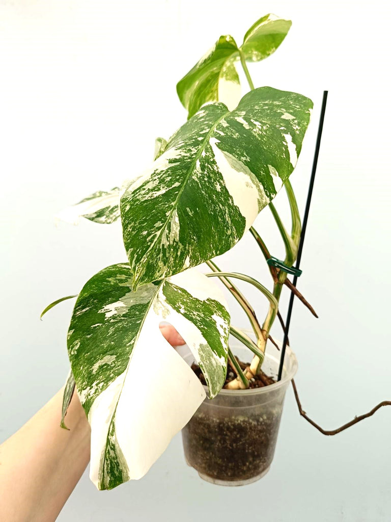 Monstera albo variegata