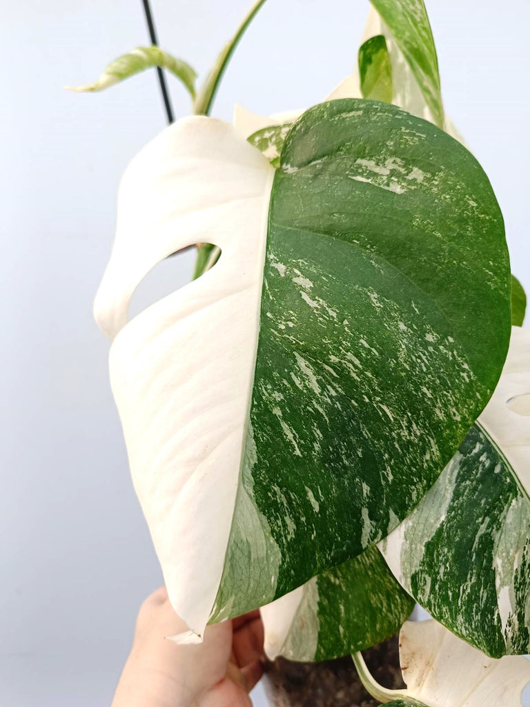 Monstera albo variegata