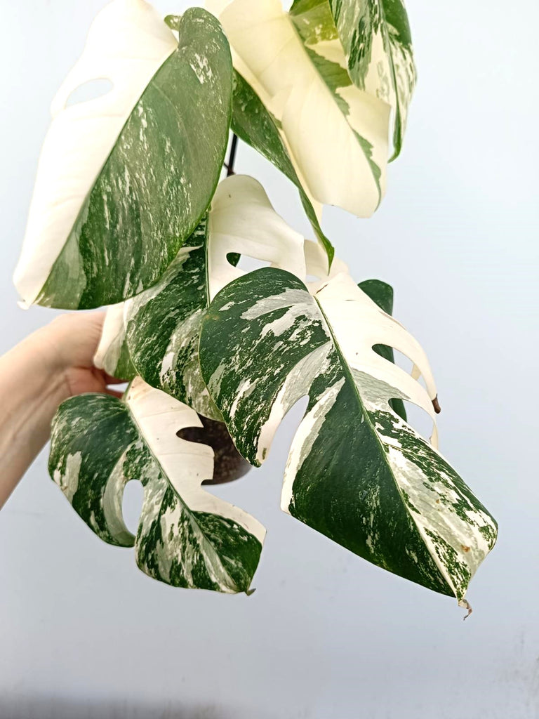 Monstera albo variegata