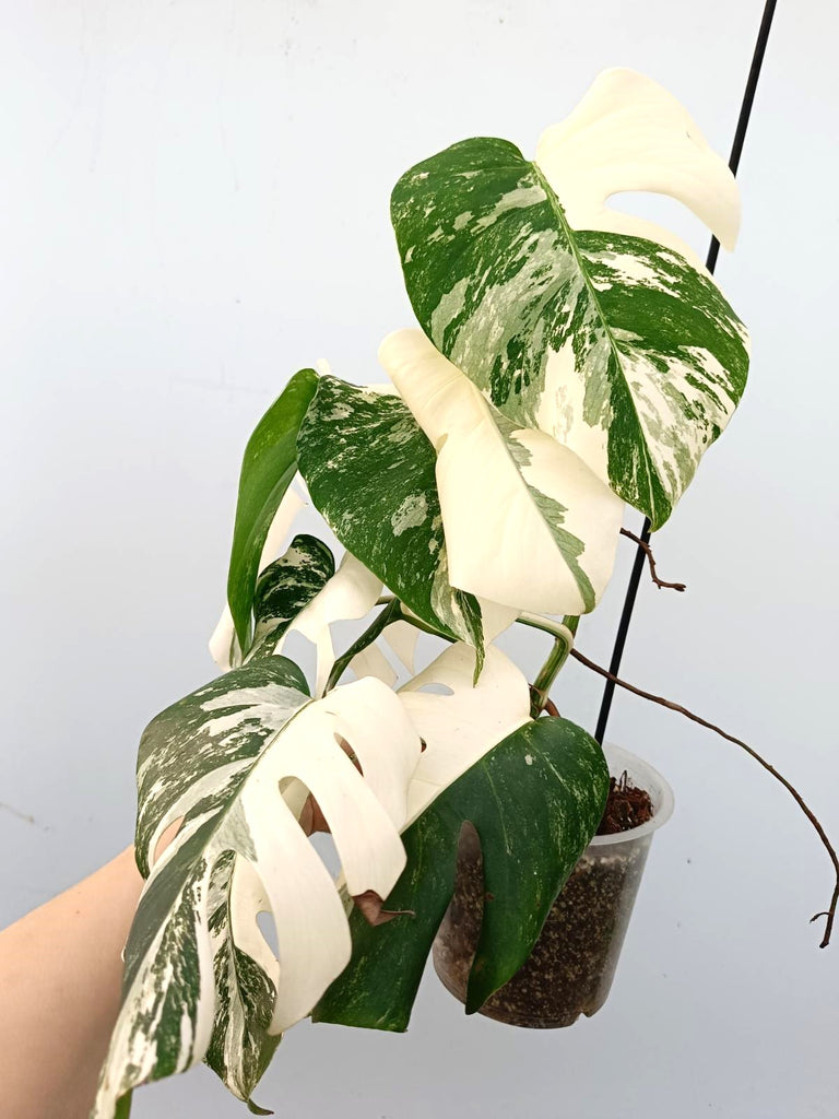 Monstera albo variegata