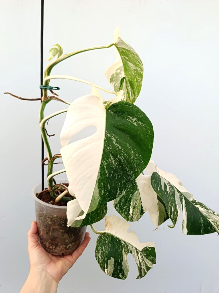 Monstera albo variegata