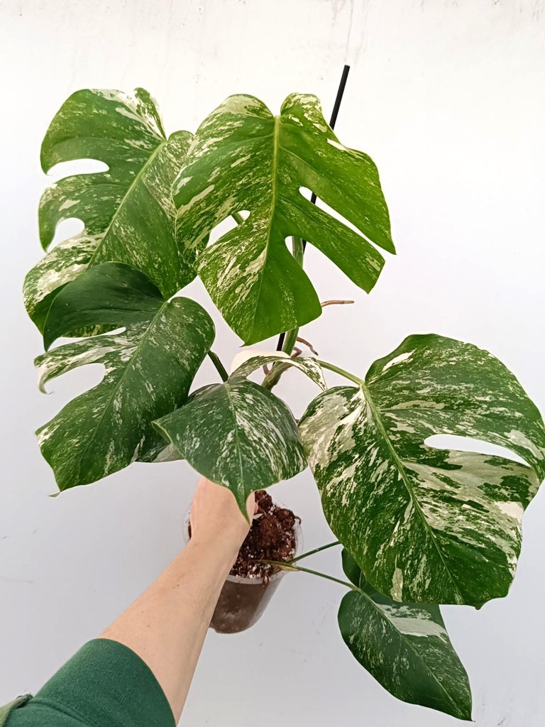 Monstera albo variegata