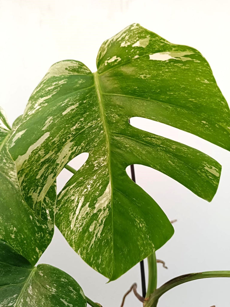 Monstera albo variegata