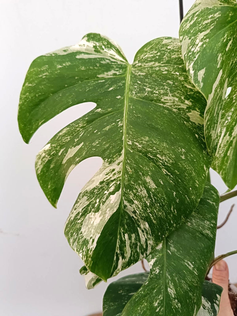 Monstera albo variegata