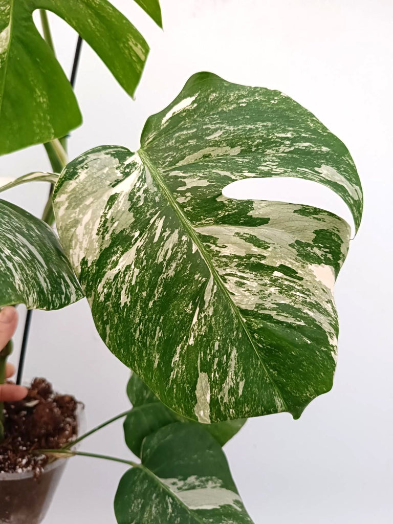 Monstera albo variegata