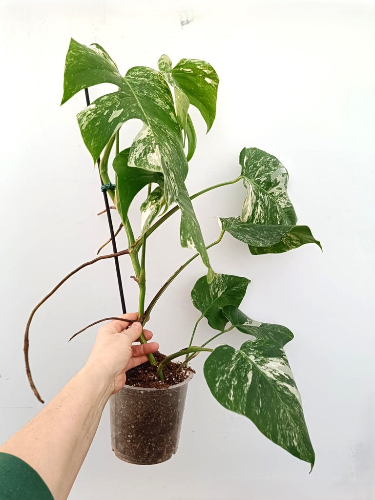 Monstera albo variegata