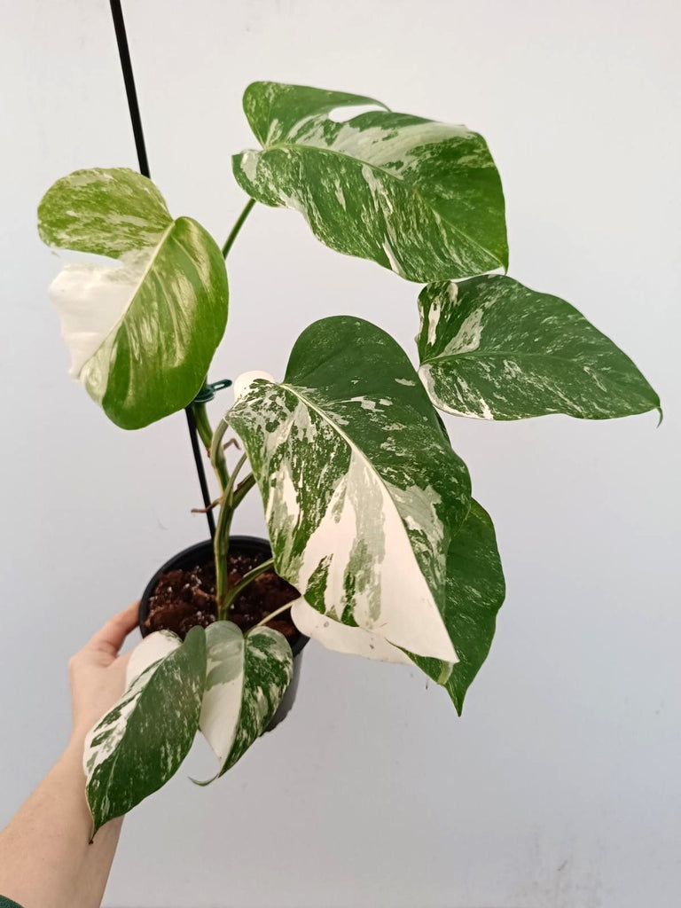 Monstera albo variegata