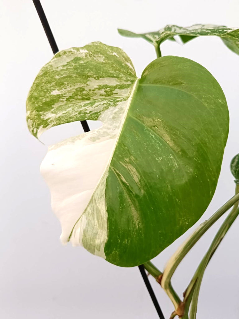 Monstera albo variegata